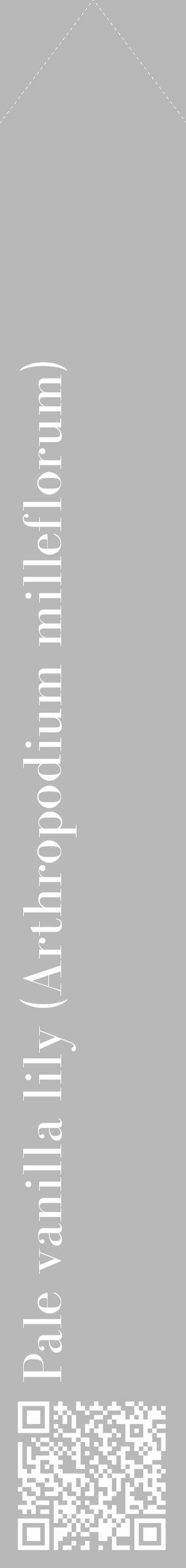 Étiquette de : Arthropodium milleflorum - format c - style blanche39_simple_simplebod avec qrcode et comestibilité - position verticale
