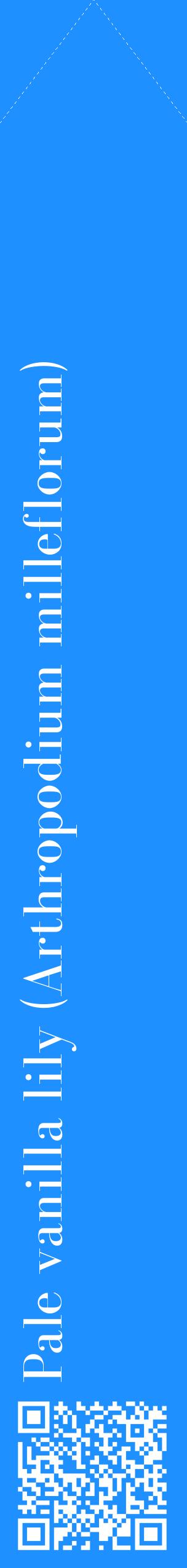 Étiquette de : Arthropodium milleflorum - format c - style blanche3_simplebod avec qrcode et comestibilité