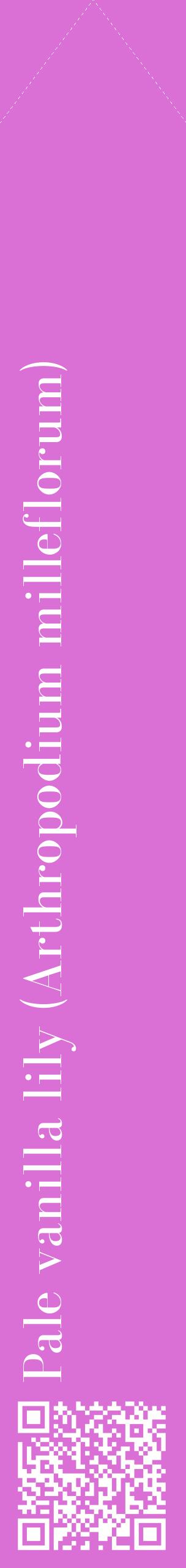 Étiquette de : Arthropodium milleflorum - format c - style blanche52_simplebod avec qrcode et comestibilité