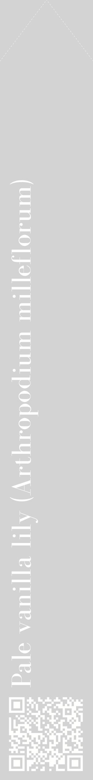 Étiquette de : Arthropodium milleflorum - format c - style blanche56_simplebod avec qrcode et comestibilité