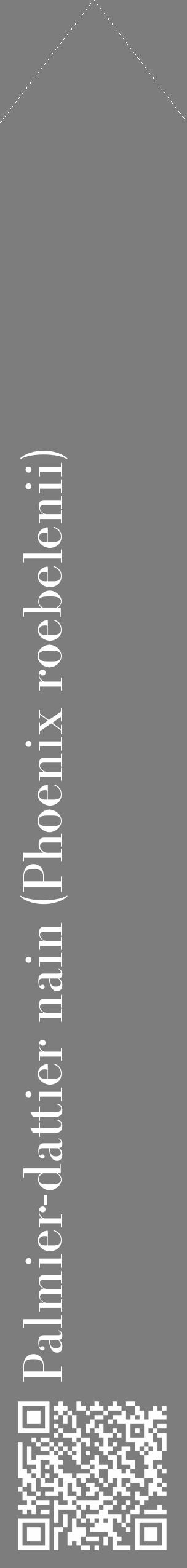 Étiquette de : Phoenix roebelenii - format c - style blanche35_simple_simplebod avec qrcode et comestibilité - position verticale