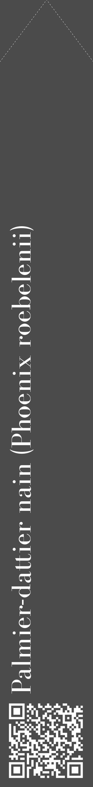 Étiquette de : Phoenix roebelenii - format c - style blanche9_simple_simplebod avec qrcode et comestibilité - position verticale