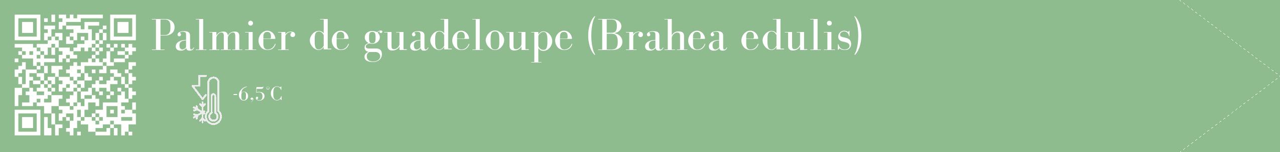 Étiquette de : Brahea edulis - format c - style blanche13_simple_simplebod avec qrcode et comestibilité