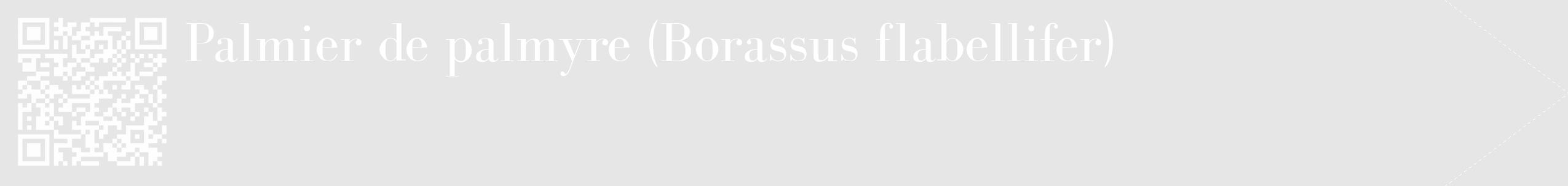Étiquette de : Borassus flabellifer - format c - style blanche18_simple_simplebod avec qrcode et comestibilité