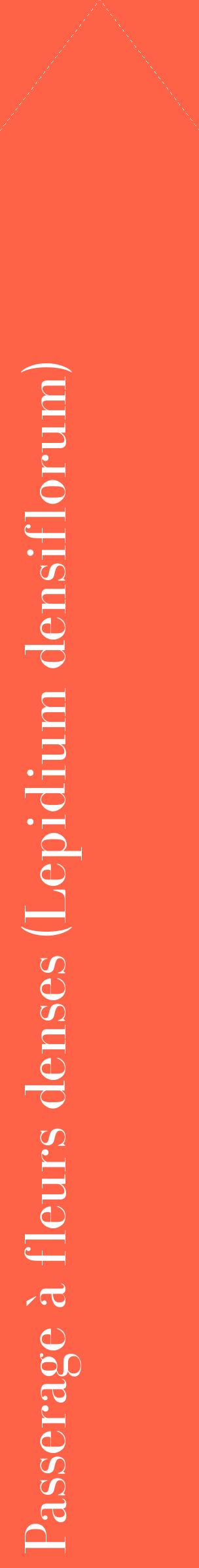 Étiquette de : Lepidium densiflorum - format c - style blanche25_simplebod avec comestibilité