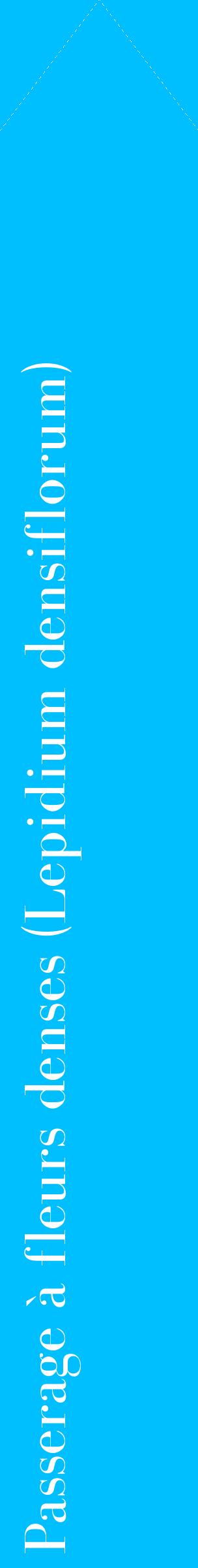 Étiquette de : Lepidium densiflorum - format c - style blanche2_simplebod avec comestibilité