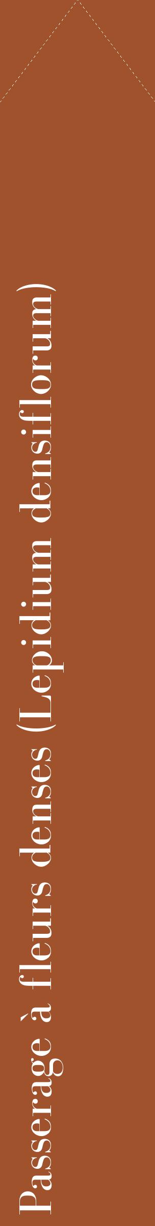 Étiquette de : Lepidium densiflorum - format c - style blanche32_simplebod avec comestibilité