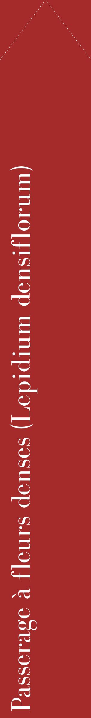 Étiquette de : Lepidium densiflorum - format c - style blanche33_simplebod avec comestibilité
