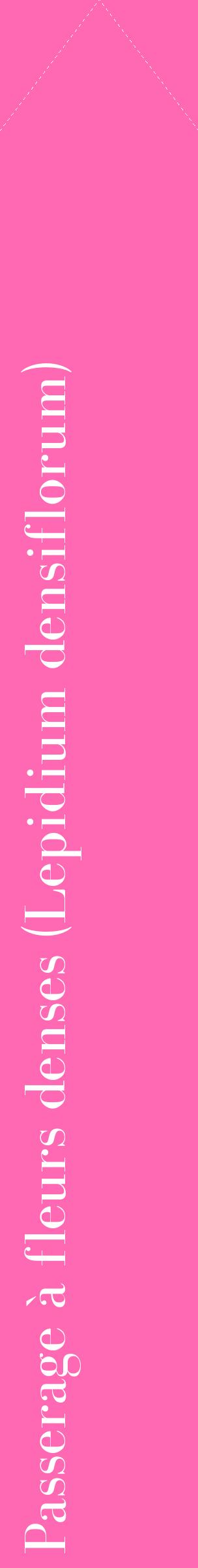 Étiquette de : Lepidium densiflorum - format c - style blanche42_simplebod avec comestibilité