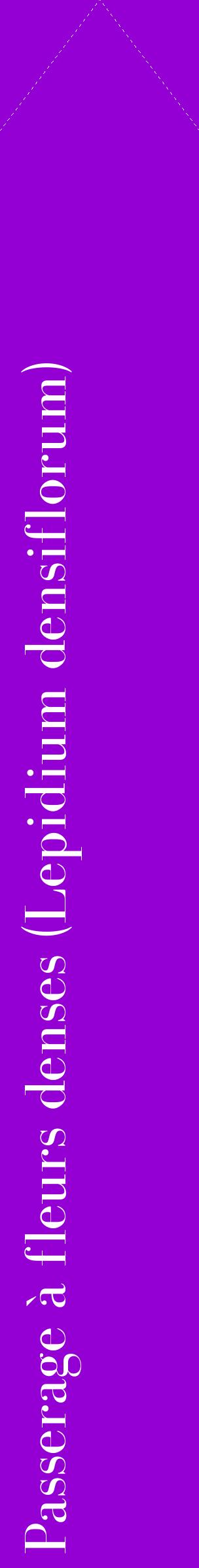 Étiquette de : Lepidium densiflorum - format c - style blanche48_simplebod avec comestibilité