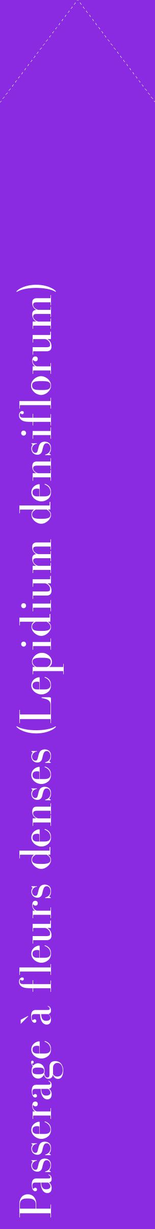 Étiquette de : Lepidium densiflorum - format c - style blanche49_simplebod avec comestibilité