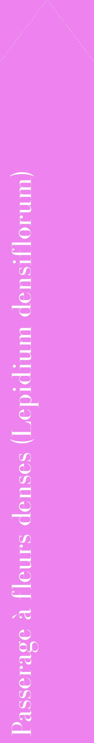 Étiquette de : Lepidium densiflorum - format c - style blanche53_simplebod avec comestibilité