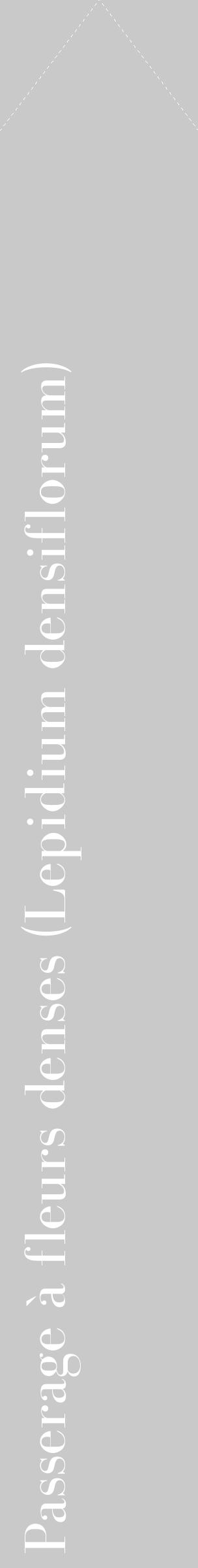 Étiquette de : Lepidium densiflorum - format c - style blanche54_simple_simplebod avec comestibilité - position verticale