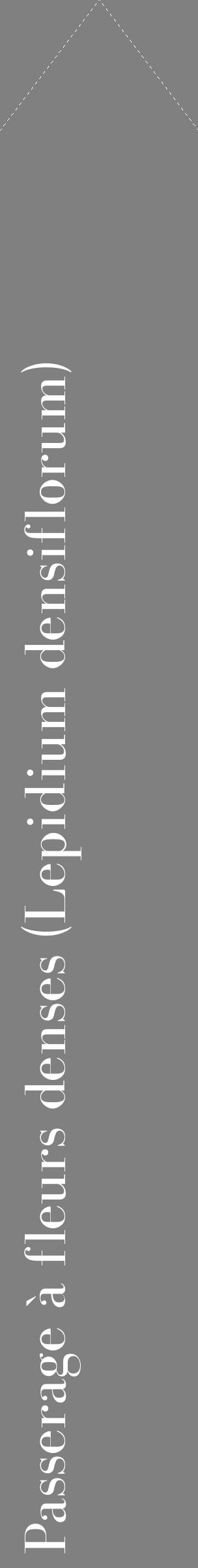Étiquette de : Lepidium densiflorum - format c - style blanche57_simplebod avec comestibilité