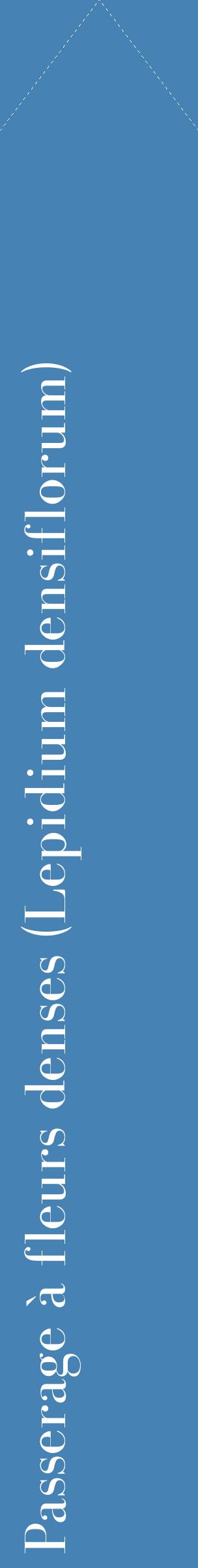 Étiquette de : Lepidium densiflorum - format c - style blanche5_simplebod avec comestibilité