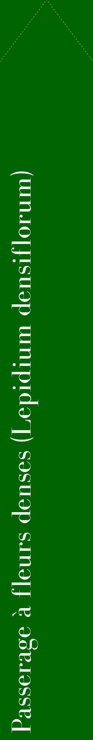 Étiquette de : Lepidium densiflorum - format c - style blanche8_simplebod avec comestibilité