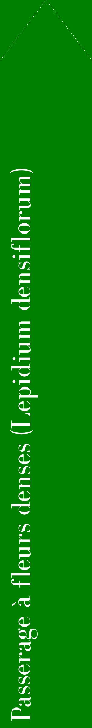 Étiquette de : Lepidium densiflorum - format c - style blanche9_simplebod avec comestibilité