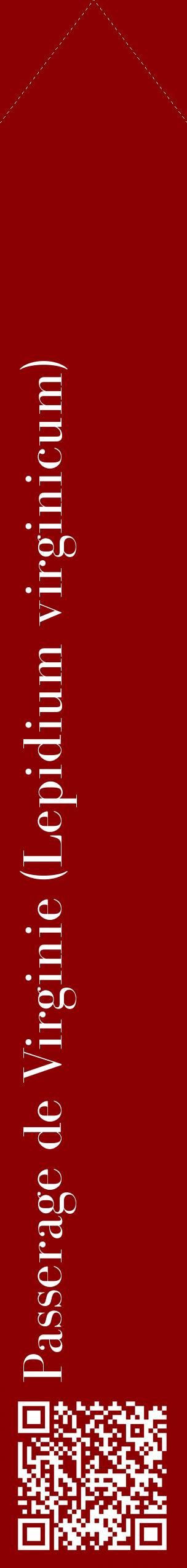 Étiquette de : Lepidium virginicum - format c - style blanche34_simplebod avec qrcode et comestibilité