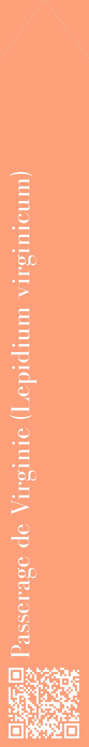 Étiquette de : Lepidium virginicum - format c - style blanche39_simplebod avec qrcode et comestibilité