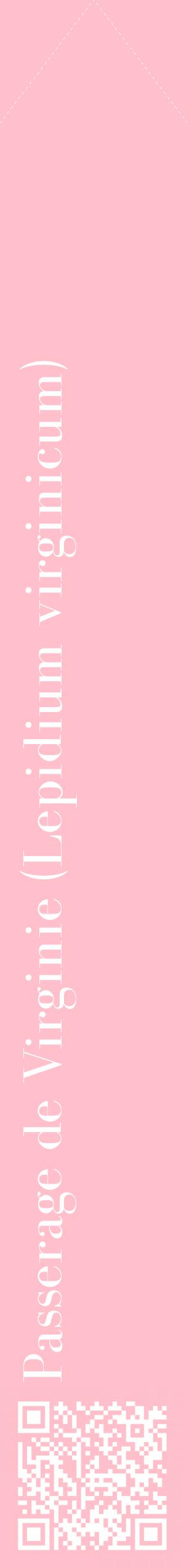 Étiquette de : Lepidium virginicum - format c - style blanche40_simplebod avec qrcode et comestibilité
