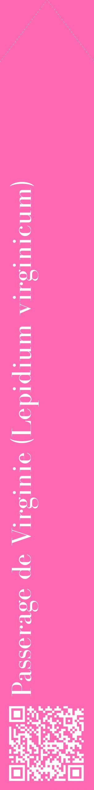 Étiquette de : Lepidium virginicum - format c - style blanche42_simplebod avec qrcode et comestibilité