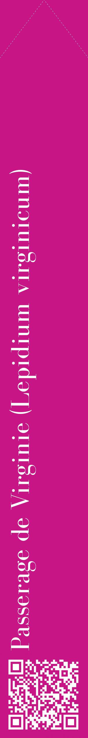 Étiquette de : Lepidium virginicum - format c - style blanche45_simplebod avec qrcode et comestibilité