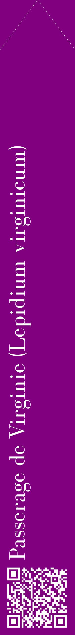 Étiquette de : Lepidium virginicum - format c - style blanche46_simplebod avec qrcode et comestibilité