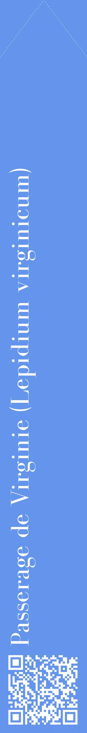 Étiquette de : Lepidium virginicum - format c - style blanche4_simplebod avec qrcode et comestibilité