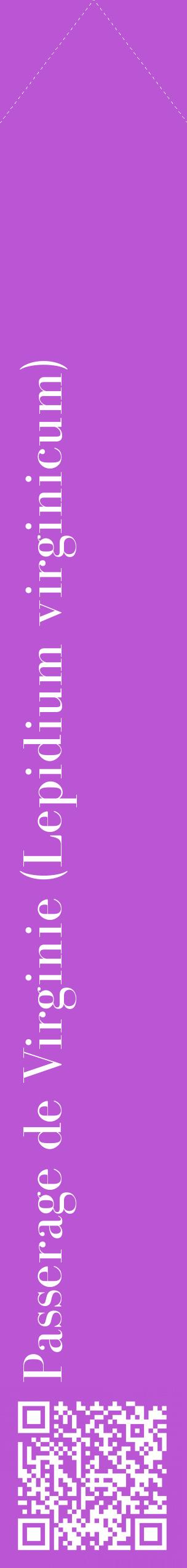 Étiquette de : Lepidium virginicum - format c - style blanche50_simplebod avec qrcode et comestibilité