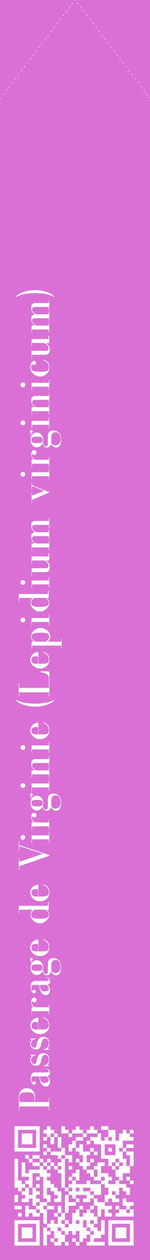 Étiquette de : Lepidium virginicum - format c - style blanche52_simplebod avec qrcode et comestibilité