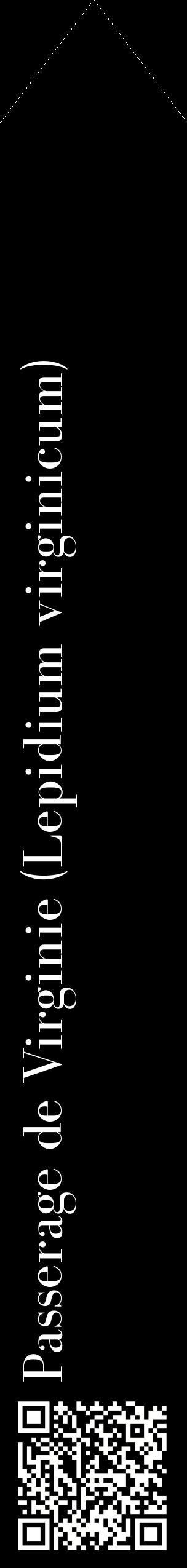 Étiquette de : Lepidium virginicum - format c - style blanche59_simplebod avec qrcode et comestibilité