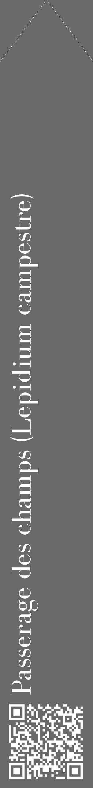 Étiquette de : Lepidium campestre - format c - style blanche11_simple_simplebod avec qrcode et comestibilité - position verticale