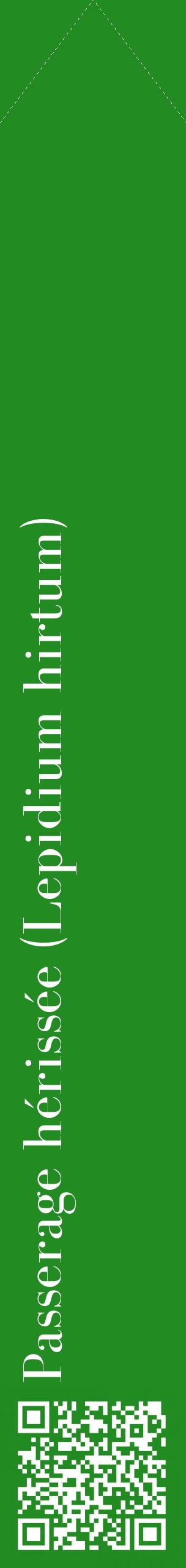 Étiquette de : Lepidium hirtum - format c - style blanche10_simplebod avec qrcode et comestibilité