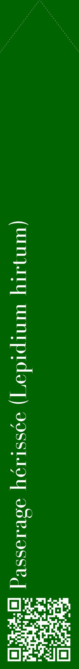 Étiquette de : Lepidium hirtum - format c - style blanche8_simplebod avec qrcode et comestibilité