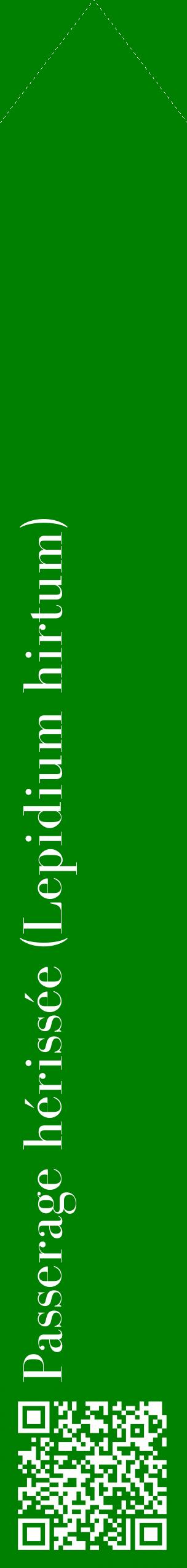 Étiquette de : Lepidium hirtum - format c - style blanche9_simplebod avec qrcode et comestibilité