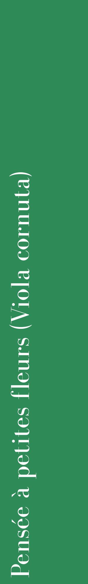 Étiquette de : Viola cornuta - format c - style blanche11_basiquebod avec comestibilité