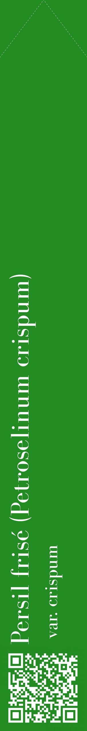 Étiquette de : Petroselinum crispum var. crispum - format c - style blanche10_simplebod avec qrcode et comestibilité