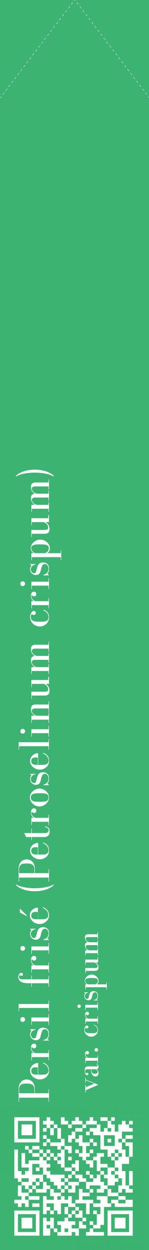 Étiquette de : Petroselinum crispum var. crispum - format c - style blanche12_simplebod avec qrcode et comestibilité