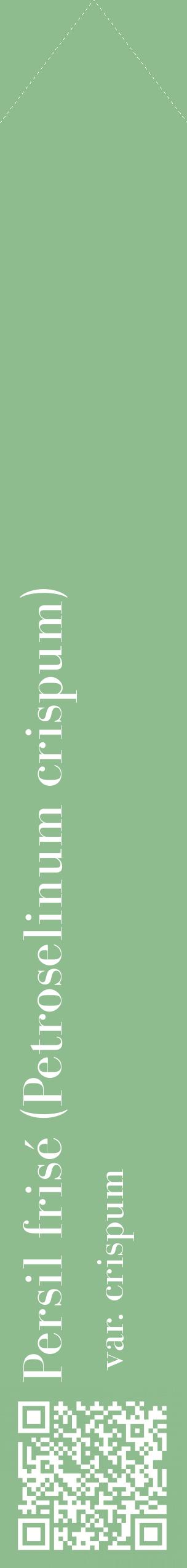Étiquette de : Petroselinum crispum var. crispum - format c - style blanche13_simplebod avec qrcode et comestibilité