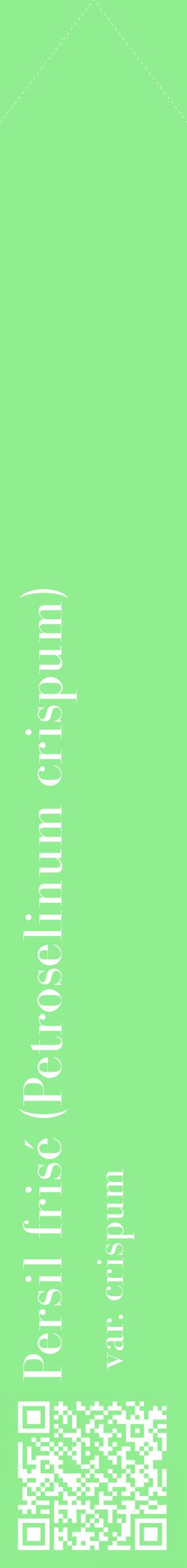 Étiquette de : Petroselinum crispum var. crispum - format c - style blanche15_simplebod avec qrcode et comestibilité