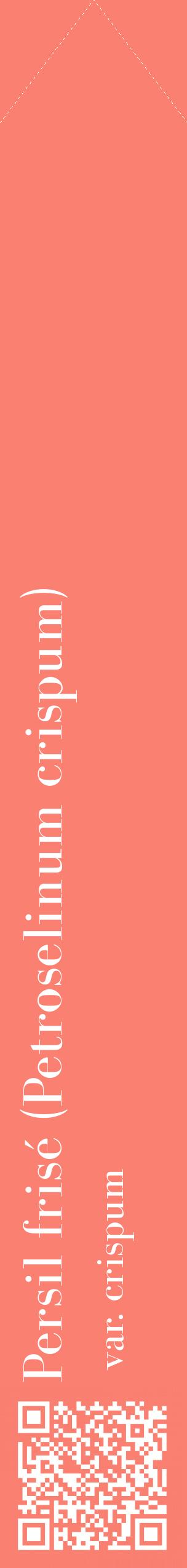Étiquette de : Petroselinum crispum var. crispum - format c - style blanche38_simplebod avec qrcode et comestibilité