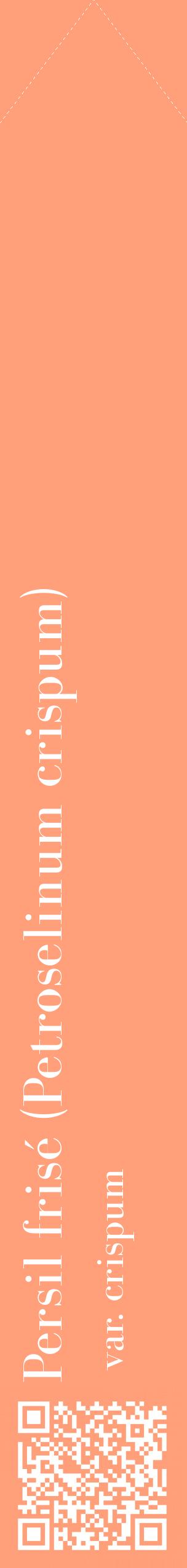 Étiquette de : Petroselinum crispum var. crispum - format c - style blanche39_simplebod avec qrcode et comestibilité