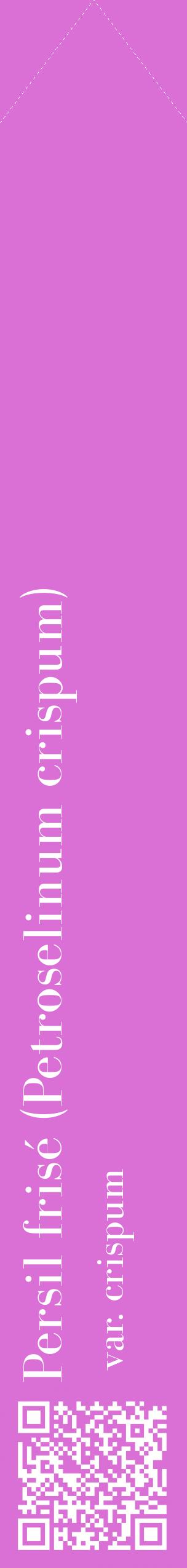 Étiquette de : Petroselinum crispum var. crispum - format c - style blanche52_simplebod avec qrcode et comestibilité