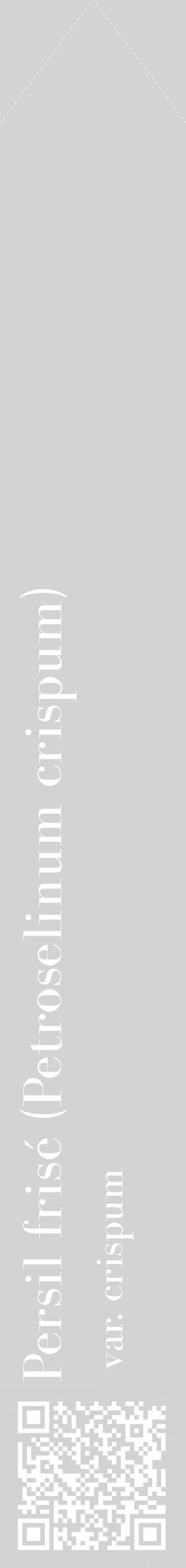 Étiquette de : Petroselinum crispum var. crispum - format c - style blanche56_simplebod avec qrcode et comestibilité