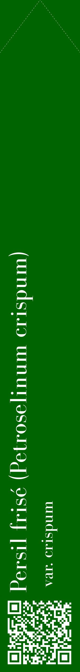 Étiquette de : Petroselinum crispum var. crispum - format c - style blanche8_simplebod avec qrcode et comestibilité