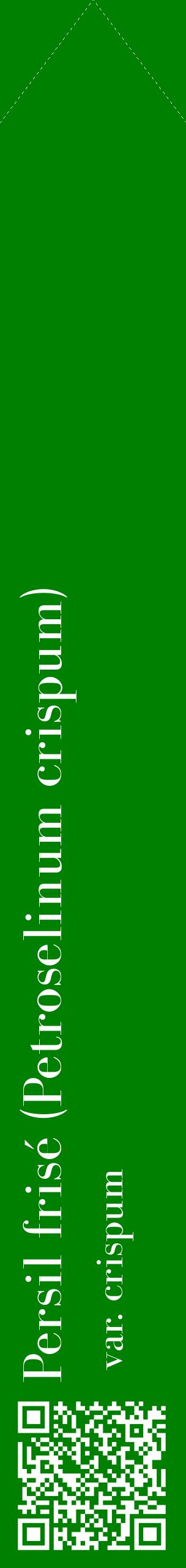 Étiquette de : Petroselinum crispum var. crispum - format c - style blanche9_simplebod avec qrcode et comestibilité