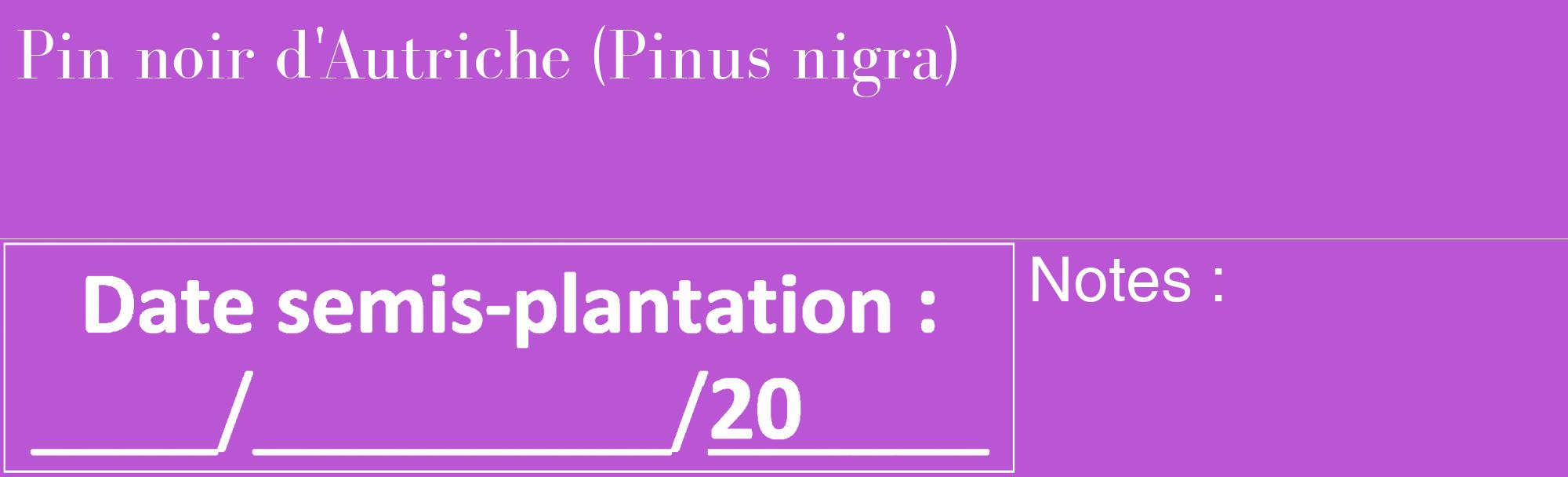 Étiquette de : Pinus nigra - format c - style blanche50_basique_basiquebod avec comestibilité