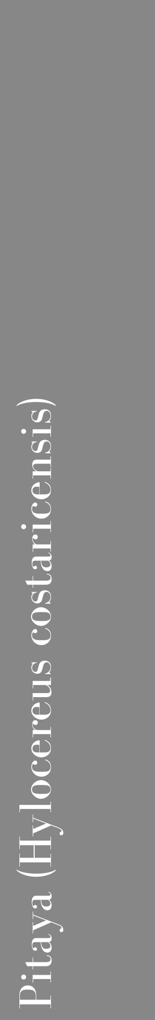 Étiquette de : Hylocereus costaricensis - format c - style blanche12_basique_basiquebod avec comestibilité - position verticale