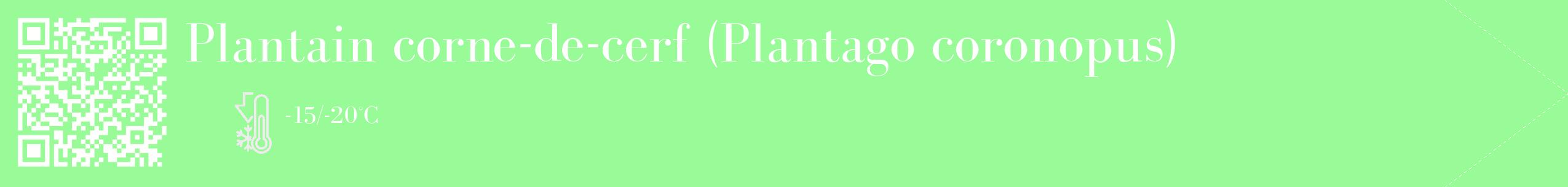 Étiquette de : Plantago coronopus - format c - style blanche14_simple_simplebod avec qrcode et comestibilité