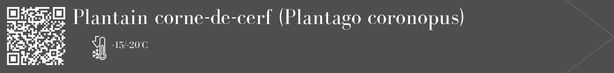 Étiquette de : Plantago coronopus - format c - style blanche33_simple_simplebod avec qrcode et comestibilité
